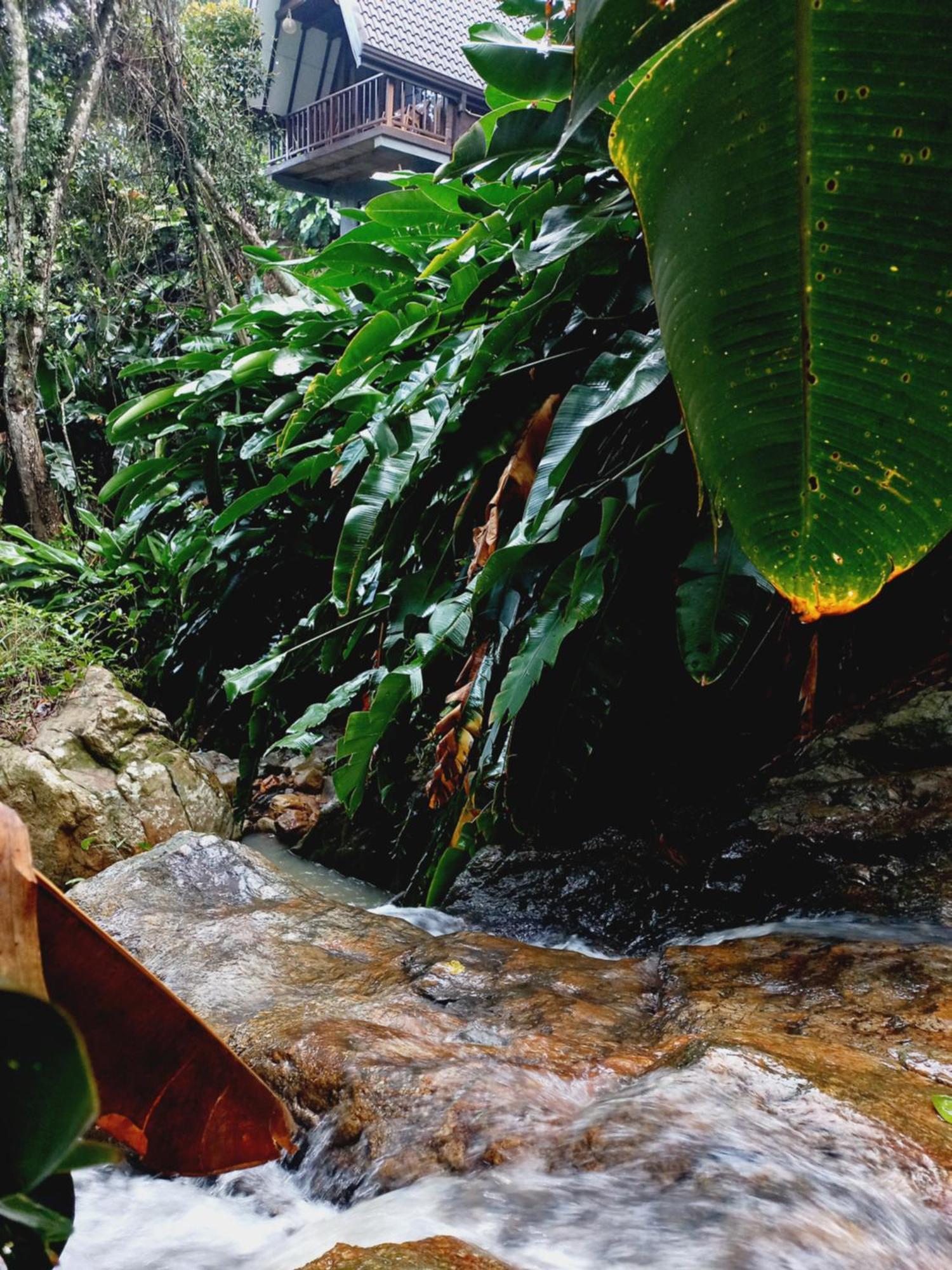 The Jungle Lodge *