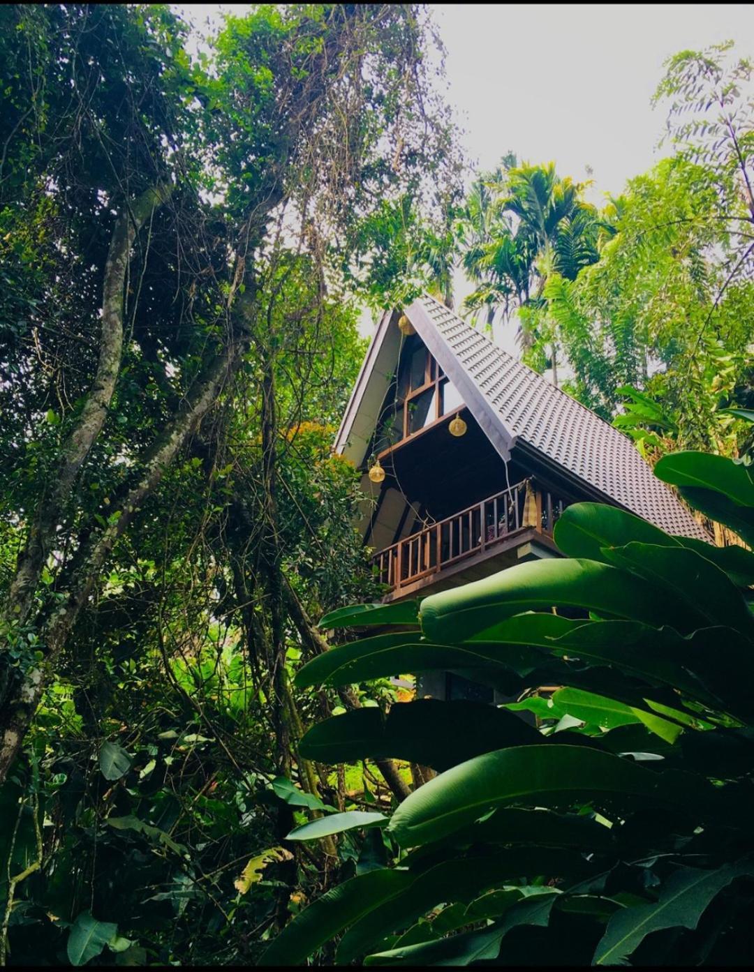 The Jungle Lodge