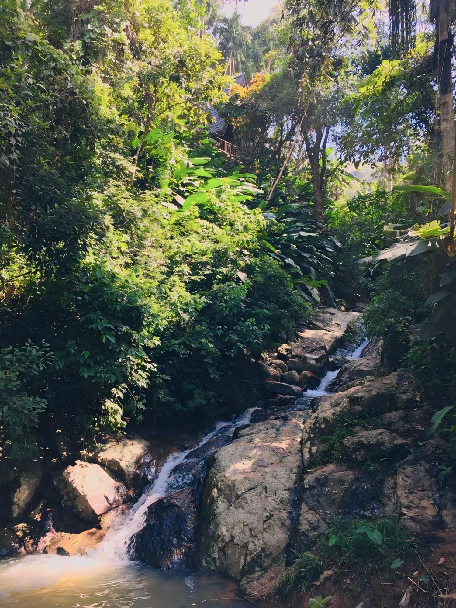 The Jungle Lodge *