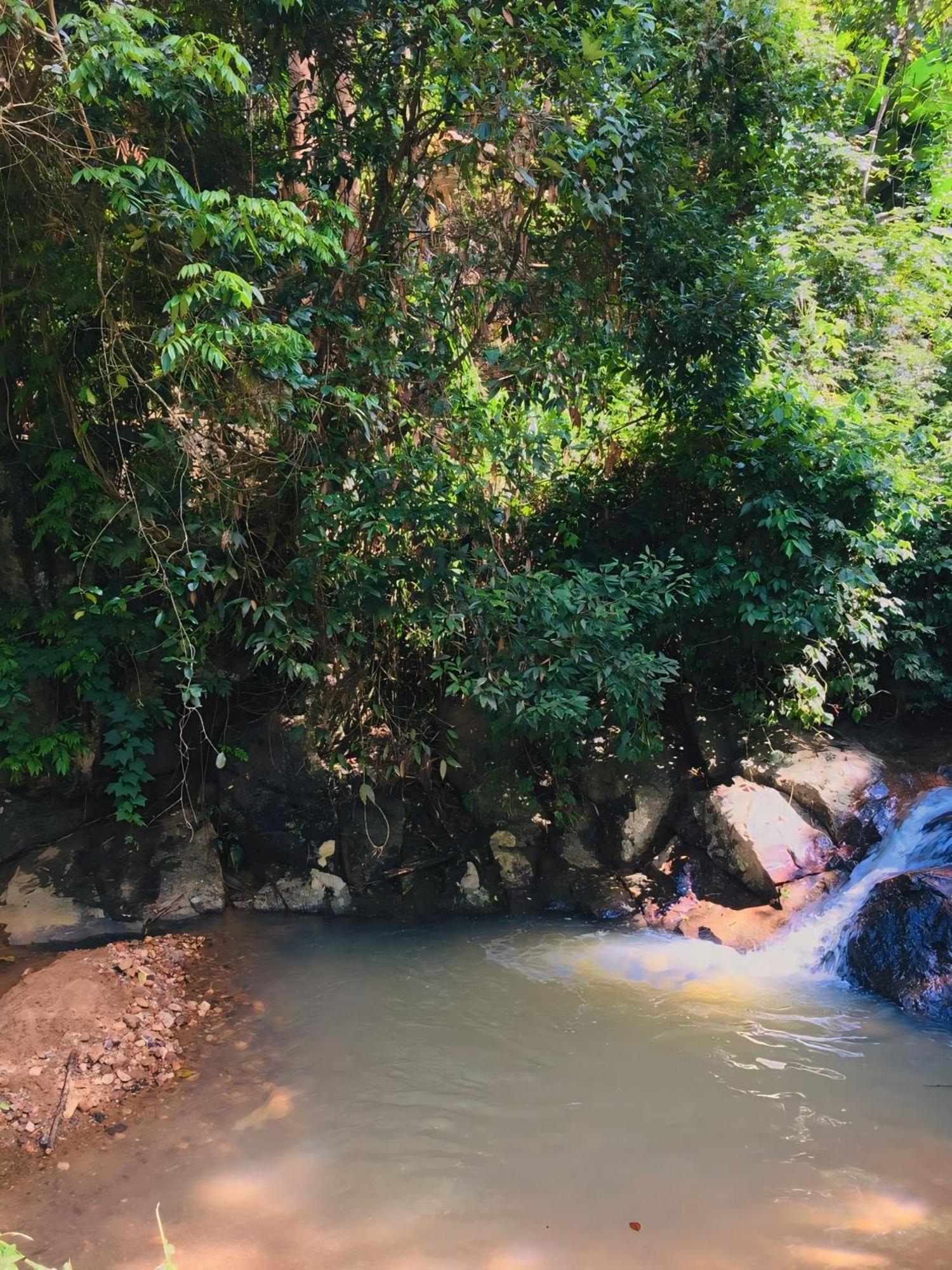The Jungle * Ella